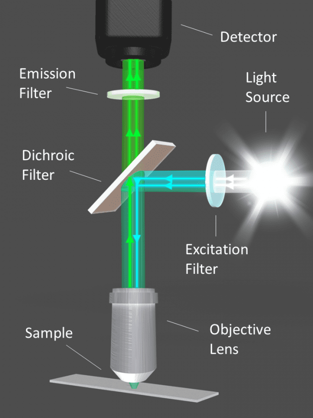 Diagram of fluorescence microscopy setup.