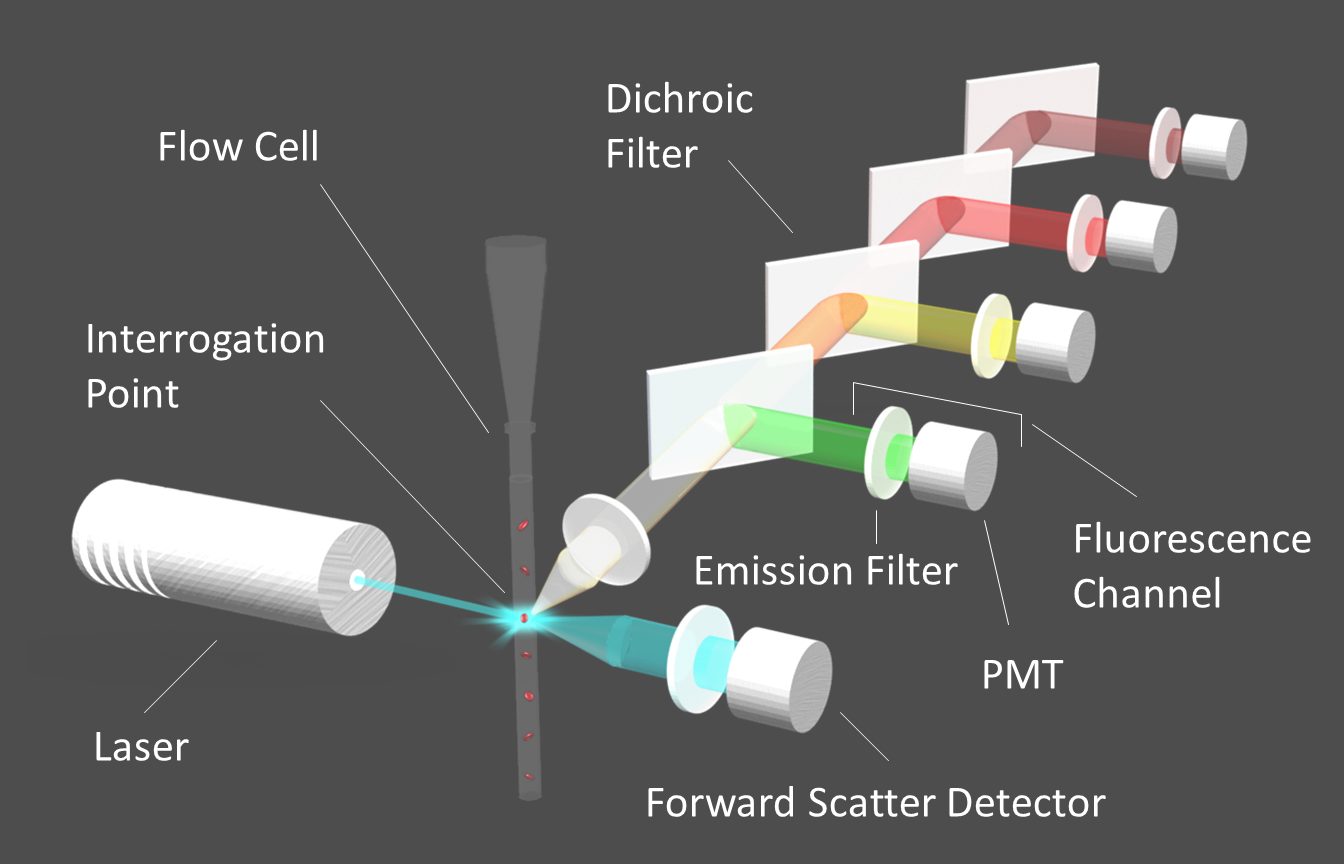 Flow cytometry diagram: laser, filters, detectors.