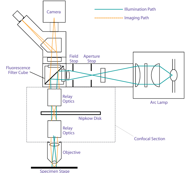 FILTERS FOR CONFOCAL MICROSCOPY