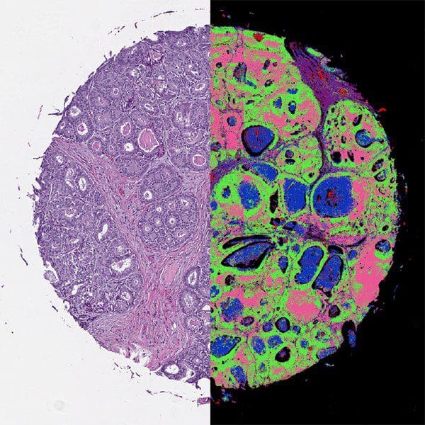 medical optics cell image